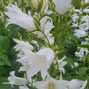 Campanula latifolia var. macrantha alba