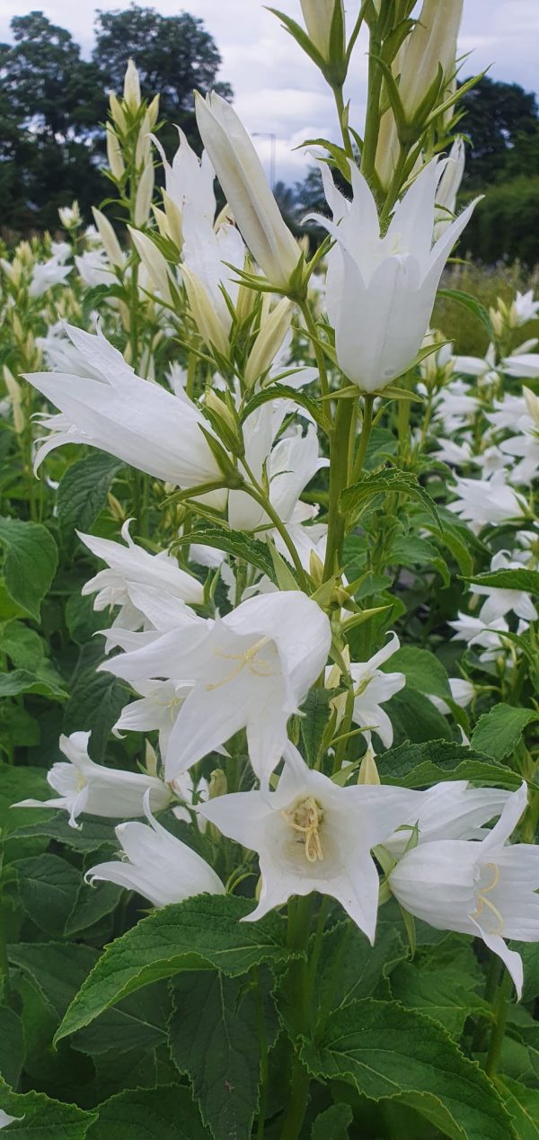 Campanula macrantha alba 2 Campanula latifolia var. macrantha alba