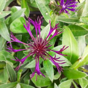 Centaurea montana 'Amethyst Dream'