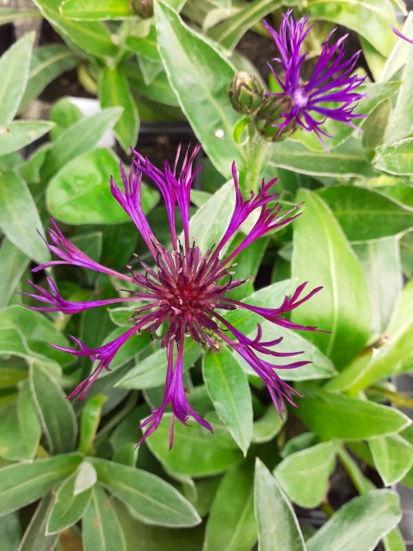 Centaurea Amethyst Dream Centaurea montana 'Amethyst Dream'