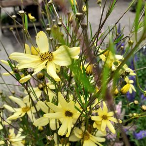 Coreopsis verticillata 'Moonbeam'