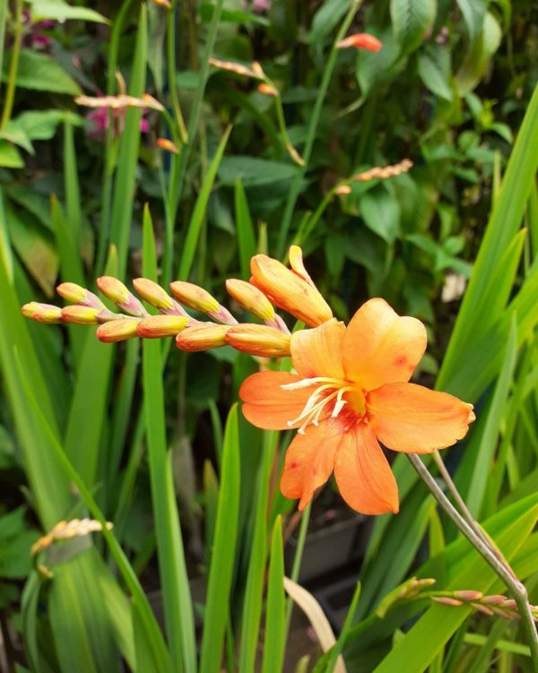 Crocosmia Orange Pekoe