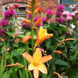 Crocosmia 'Orange Pekoe'