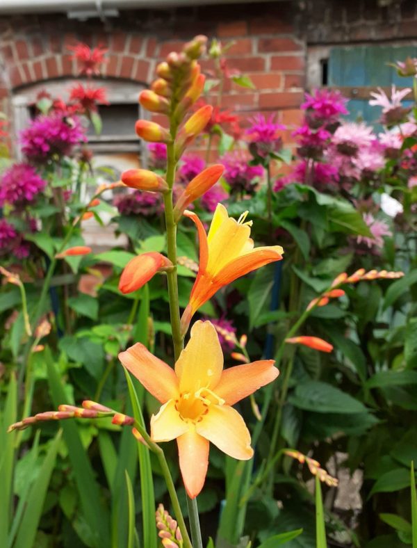 Crocosmia 'Orange Pekoe'
