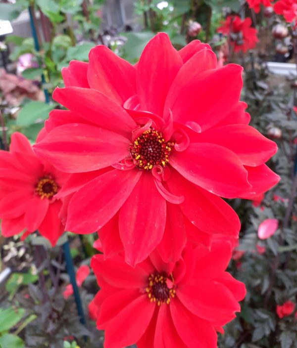 Dahlia 'Bishop of Llandaff'
