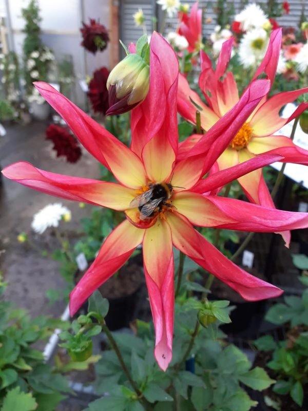 Dahlia Honka Surprise (bee) Dahlia Honka Surprise