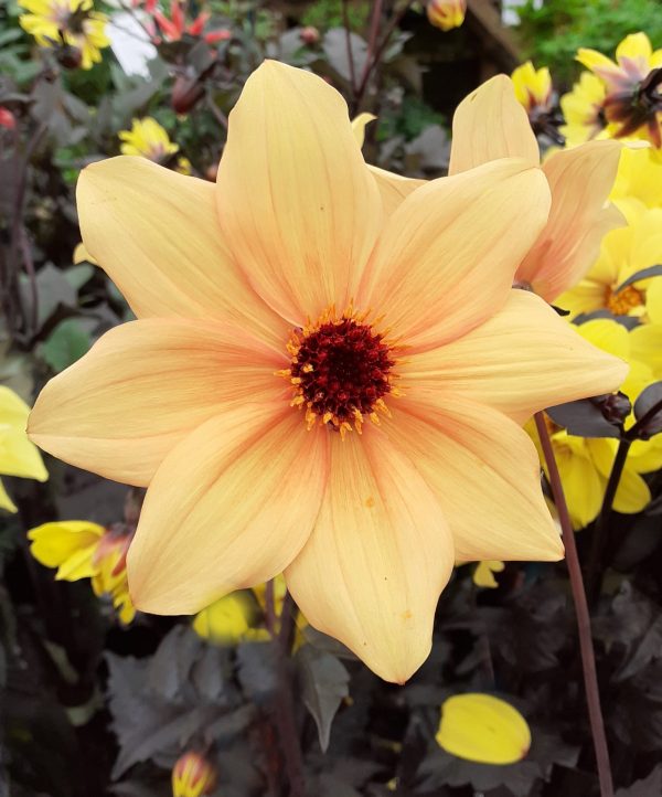 Dahlia Mystic Spirit WEB Dahlia 'Mystic Spirit'