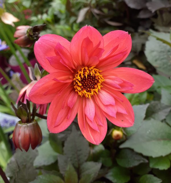 Dahlia Tiger Eye WEB Dahlia 'Tiger Eye'