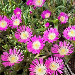 Delosperma 'Suntropics Hot Pink'