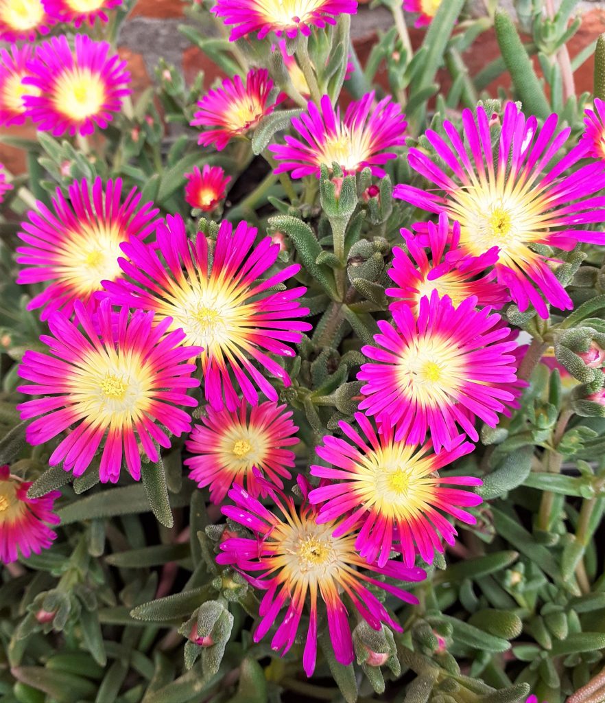 Delosperma Suntropics Purple Proctors Nursery 9380