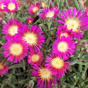 Delosperma 'Suntropics Purple'