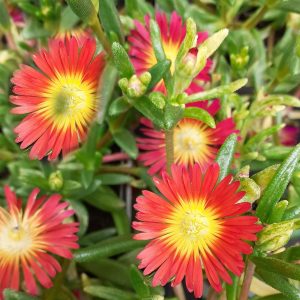 Delosperma 'Suntropics Red'