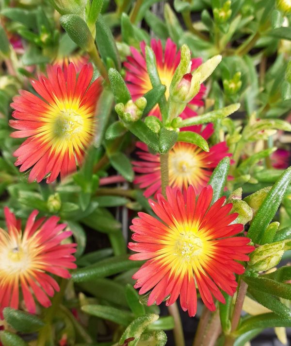 Delosperma Suntropics Red WEB Delosperma 'Suntropics Red'
