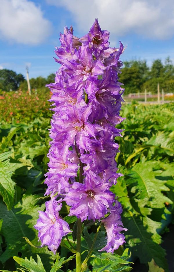 Delphinium Delgenius Breezin Delphinium 'Delgenius Breezin'
