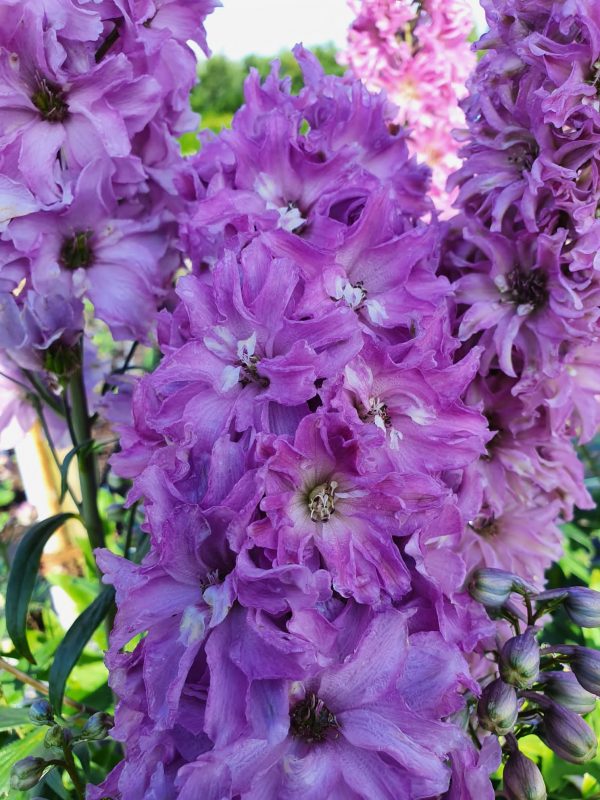 Delphinium Delgenius Juliette 2 Delphinium 'Delgenius Juliette'