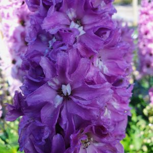 Delphinium 'Delgenius Juliette'