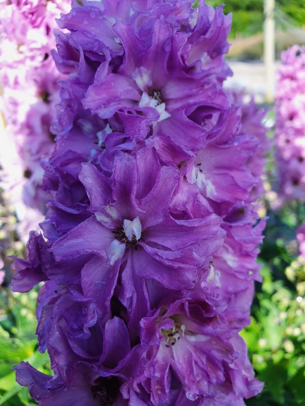 Delphinium Delgenius Juliette Delphinium 'Delgenius Juliette'