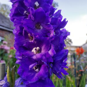 Delphinium x cultorum ‘Jupiter F1 Purple’