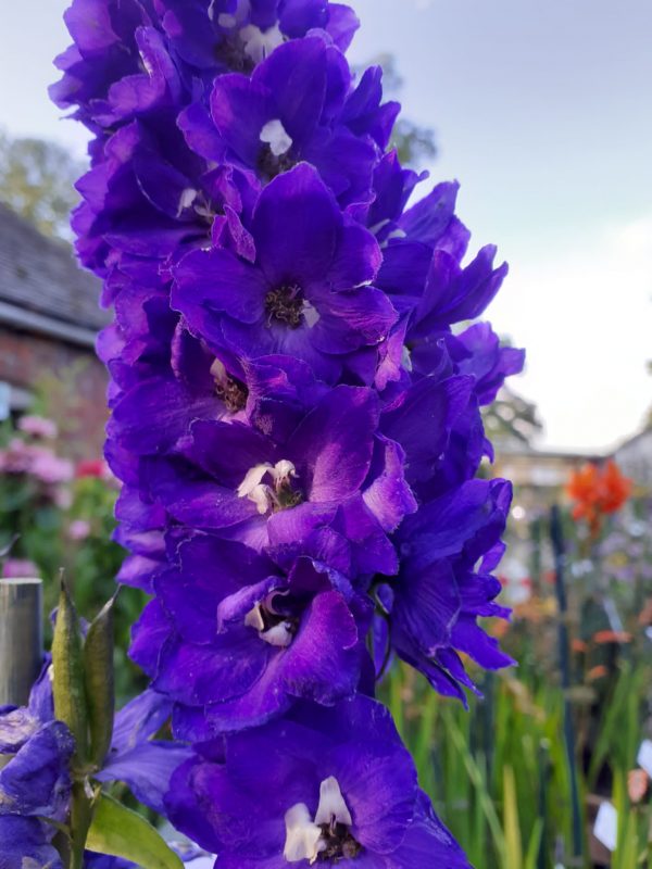 Delphinium x cultorum ‘Jupiter F1 Purple’