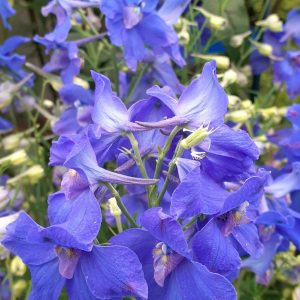 Delphinium grandiflorum 'Summer Nights'