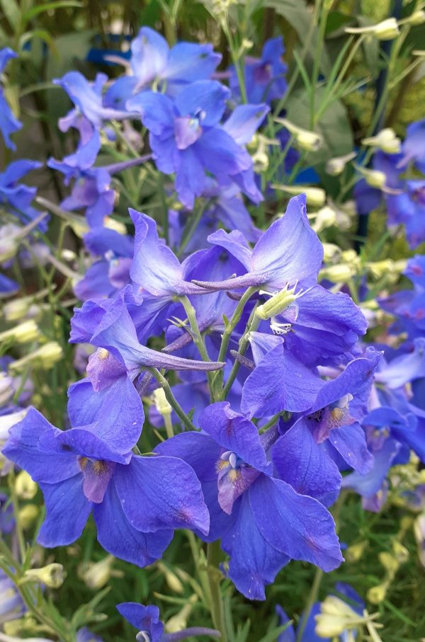 Delphinium grandiflorum 'Summer Nights'