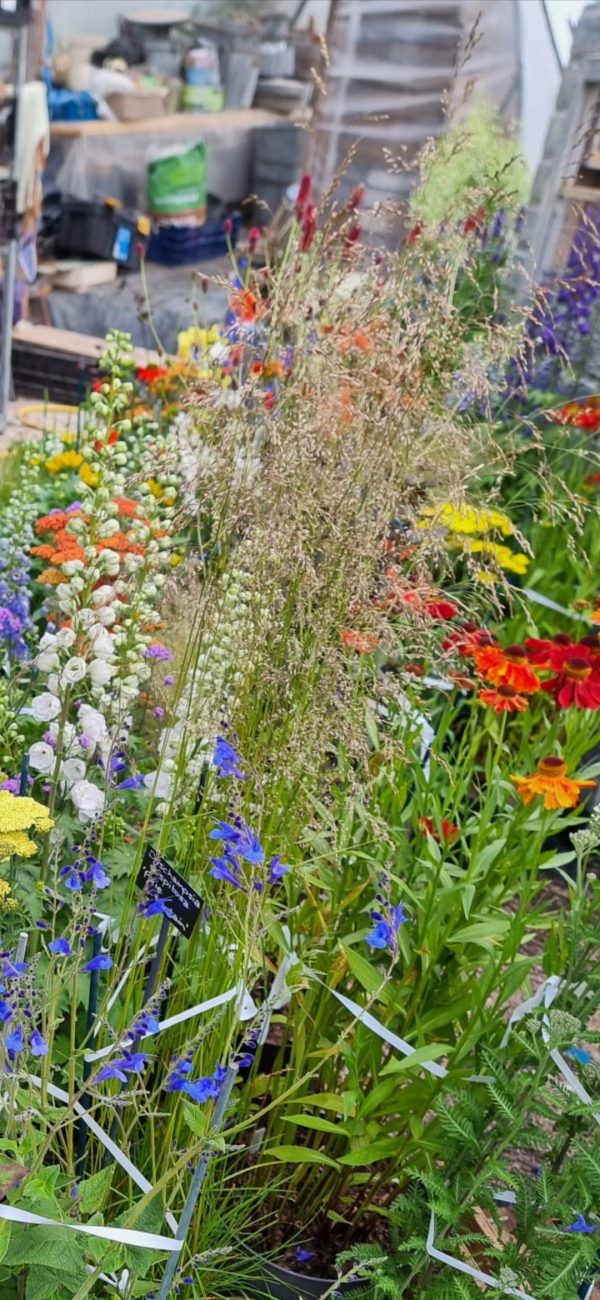 Deschampsia cespitosa 'Pixie Fountain'