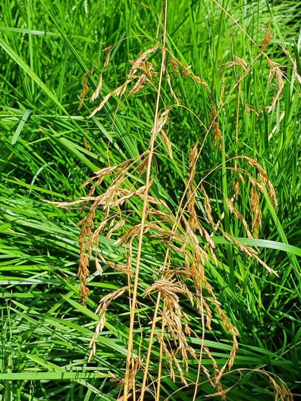 Deschampsia cespitosa 'Pixie Fountain'