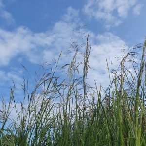 Deschampsia cespitosa 'Pixie Fountain'