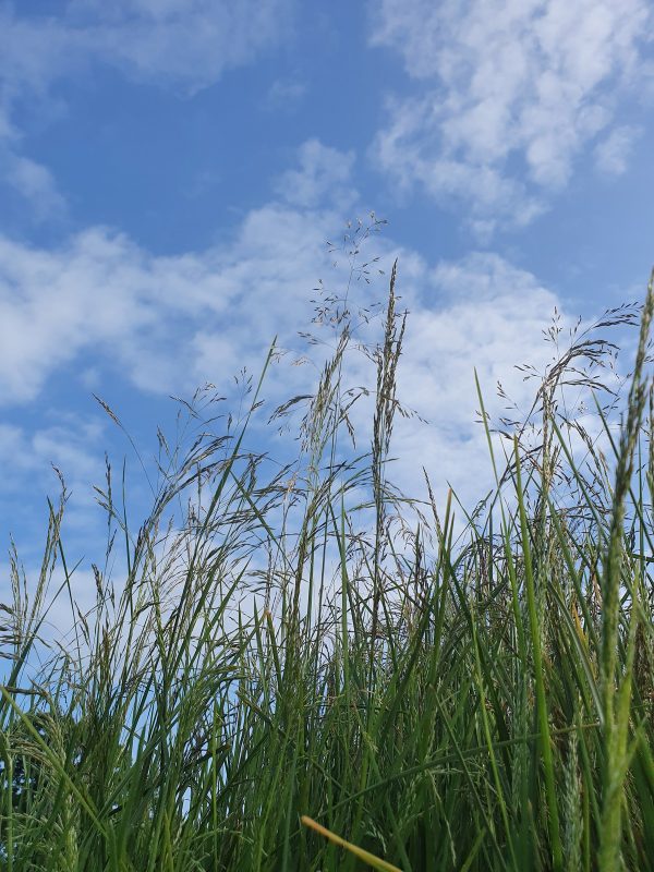 Deschampsia cespitosa 'Pixie Fountain'