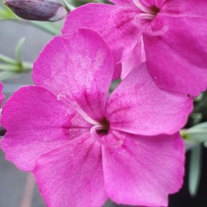 Dianthus gratianopolitanus 'Babylon'