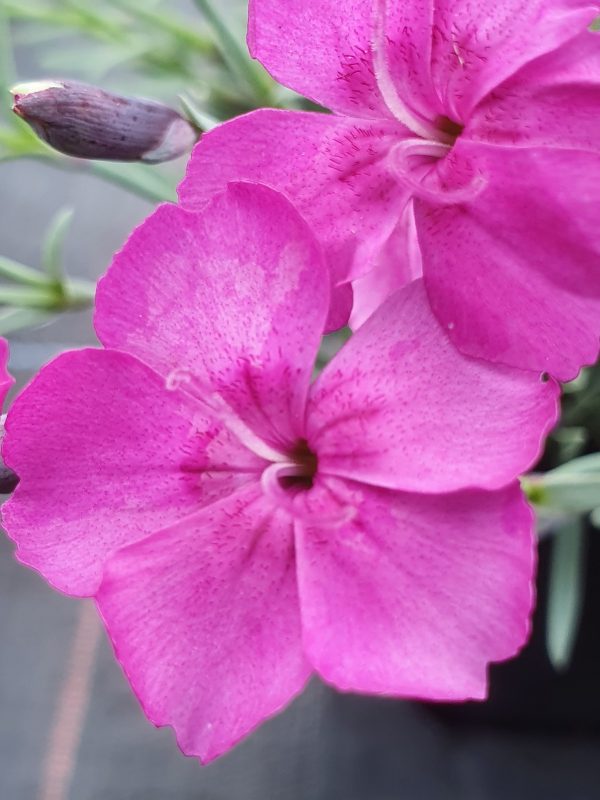 Dianthus babylon 2 Dianthus gratianopolitanus 'Babylon'