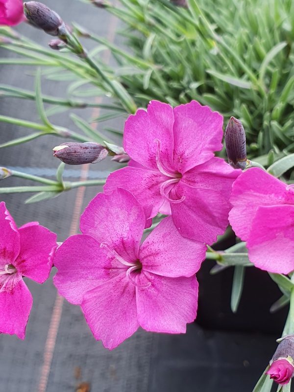 Dianthus babylon