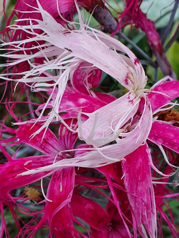 Dianthus chinensis 'Dancing Geisha'