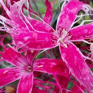 Dianthus chinensis 'Dancing Geisha'