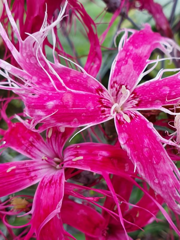 Dianthus chinensis 'Dancing Geisha'
