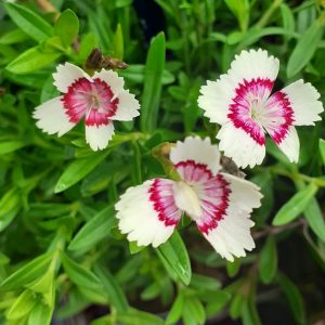 Dianthus deltoides 'Arctic Fire'