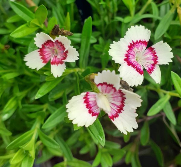 Dianthus deltoides 'Arctic Fire'