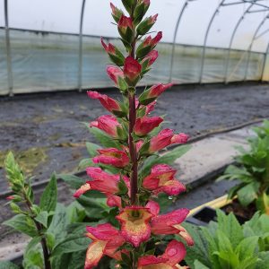 Digitalis x valinii 'Falcon Fire'
