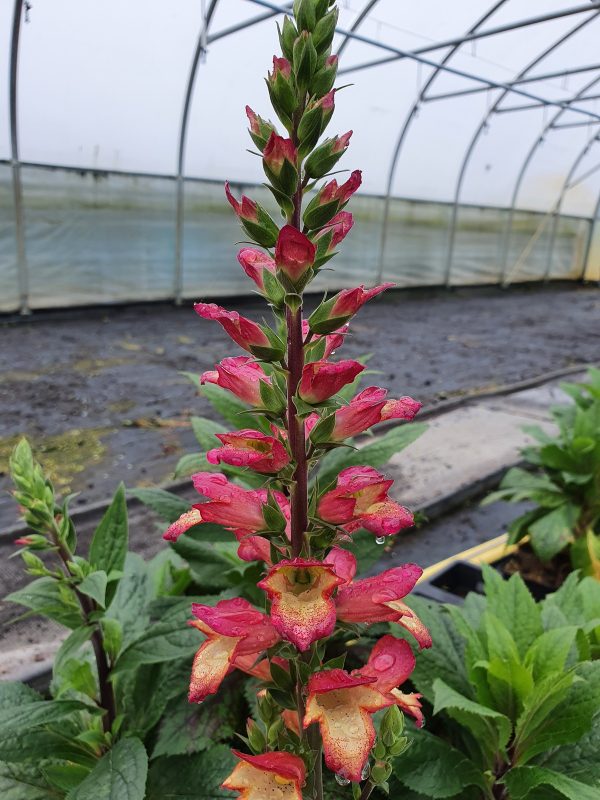 Digiplexis Falcon fire1 Digitalis x valinii 'Falcon Fire'