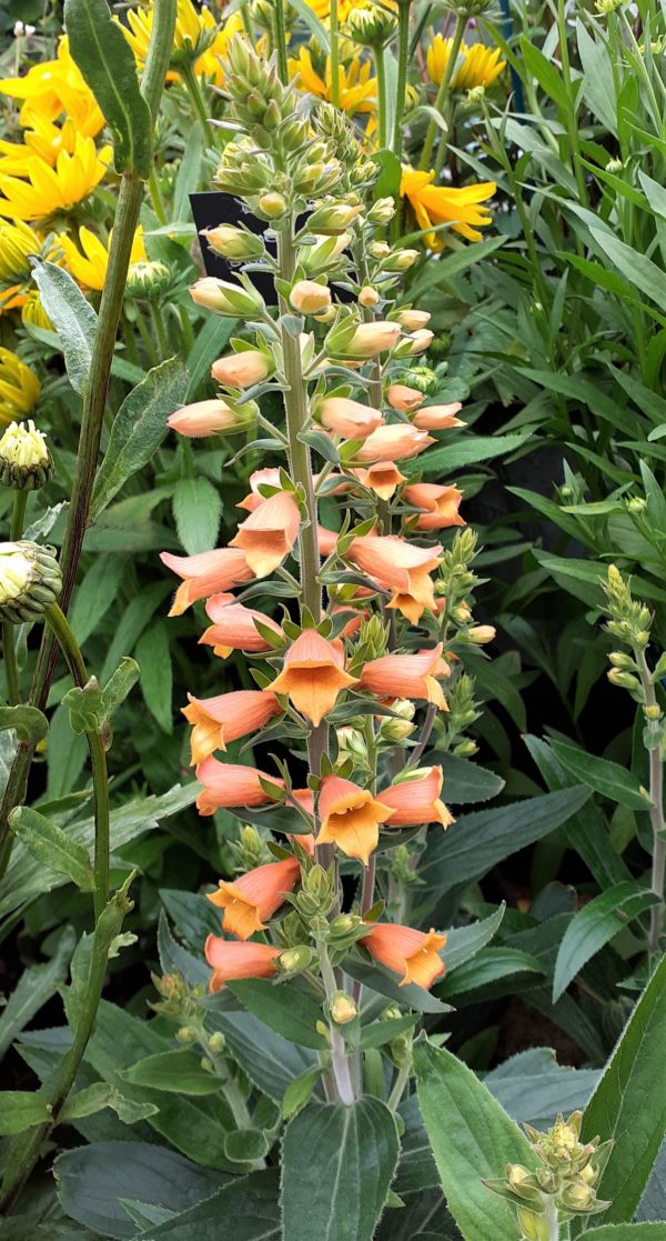 Digiplexis Firecracker2 WEB Digitalis x valinii 'Firecracker'