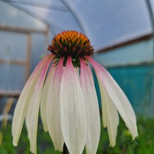 Echinacea purpurea 'Pretty Parasols'