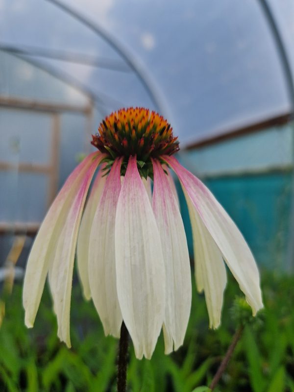 Echinacea Pretty parasols Echinacea purpurea 'Pretty Parasols'