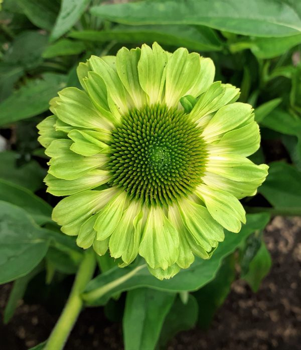 Echinacea 'Sunseekers Apple Green'