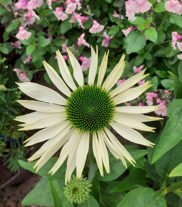 Echinacea Virgin WEB