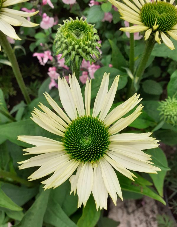 Echinacea Virgin2 WEB