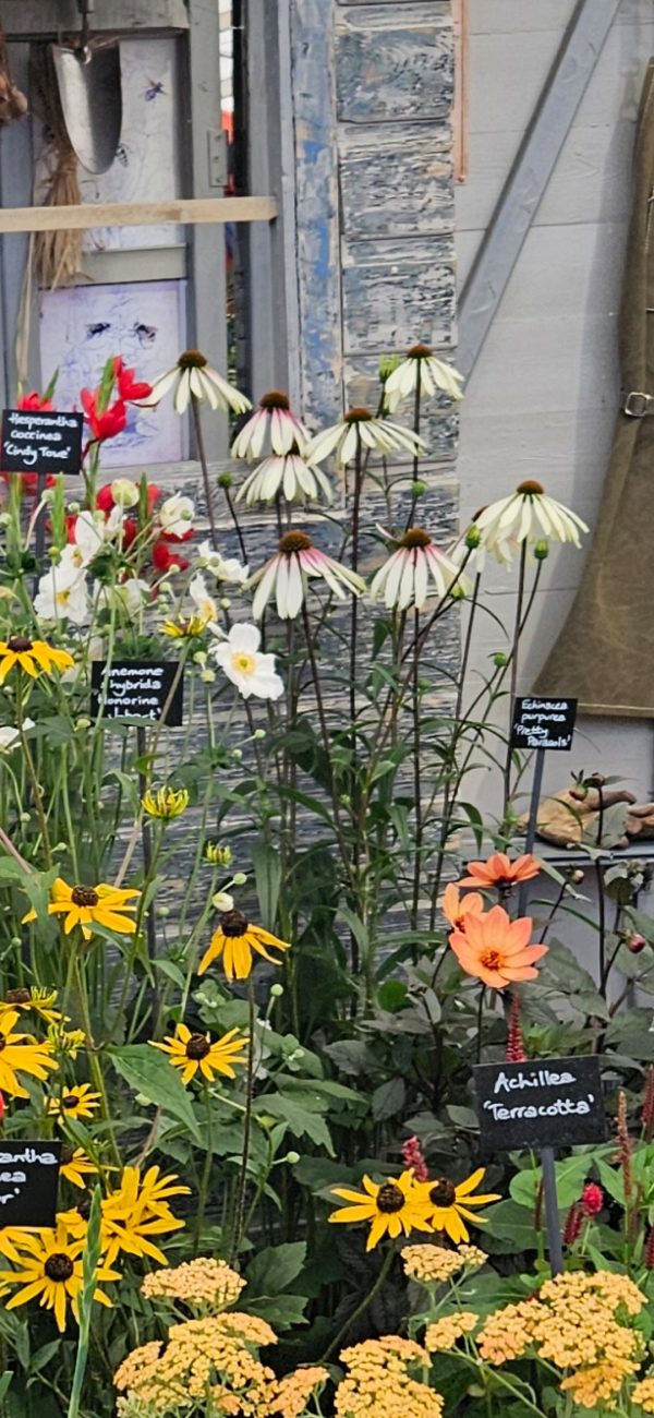 Echinacea purpurea 'Pretty Parasols' Echinacea purpurea 'Pretty Parasols'