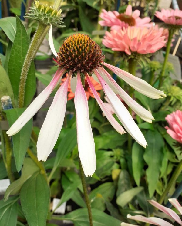 Echinacea purpurea 'Pretty Parasols' Echinacea purpurea 'Pretty Parasols'