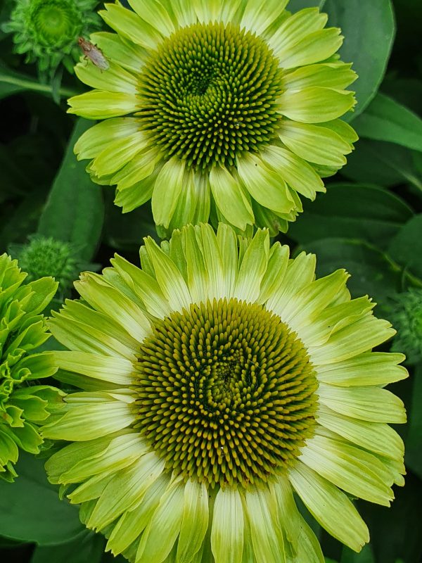 Echinacea 'Sunseekers Apple Green' | Proctors Nursery