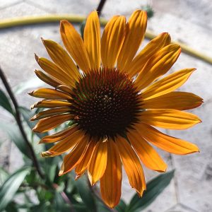 Echinacea 'Tiki Torch'