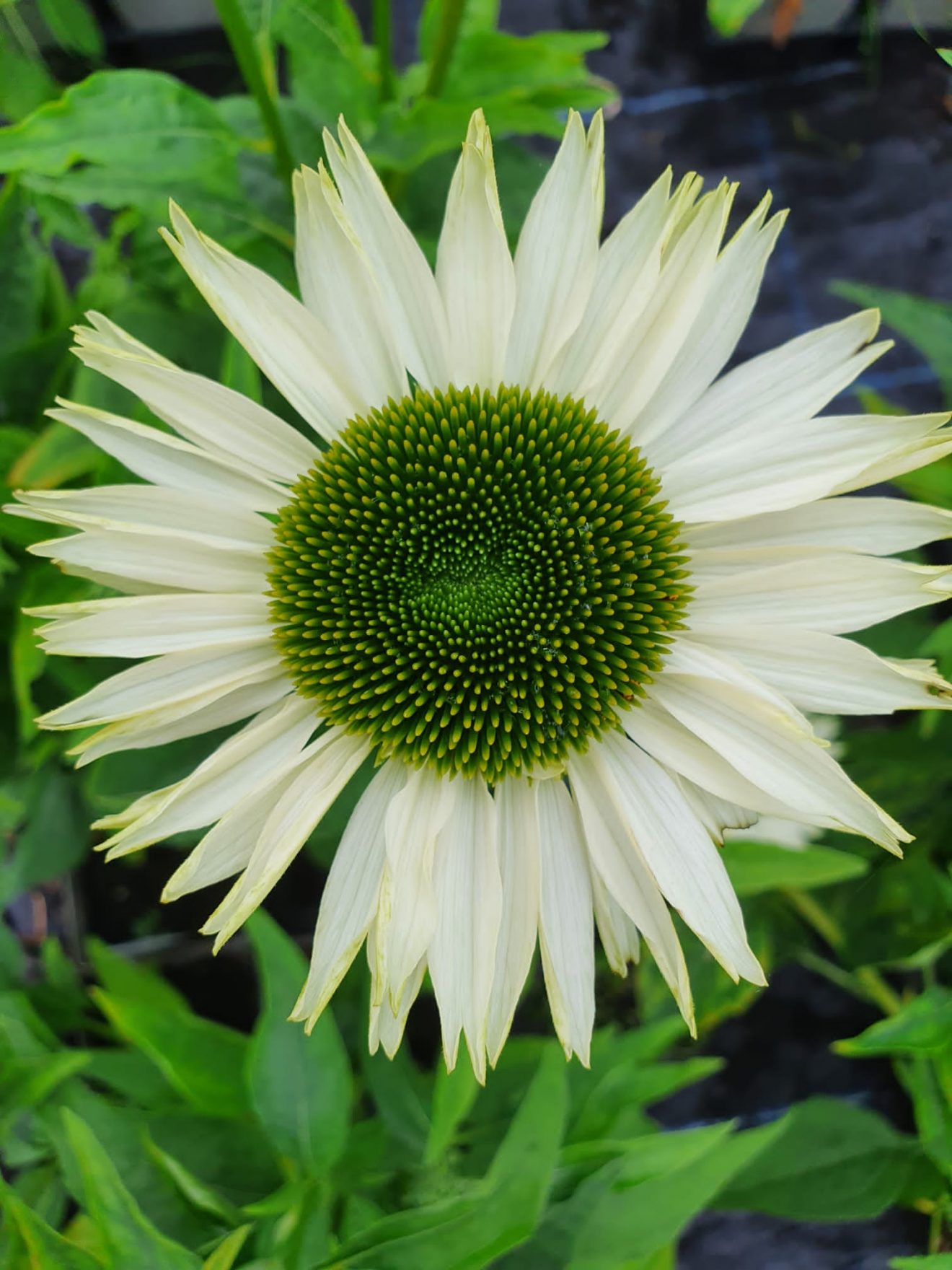 Echinacea Virgin | Shop Well Established Echinacea | Proctors Nursery